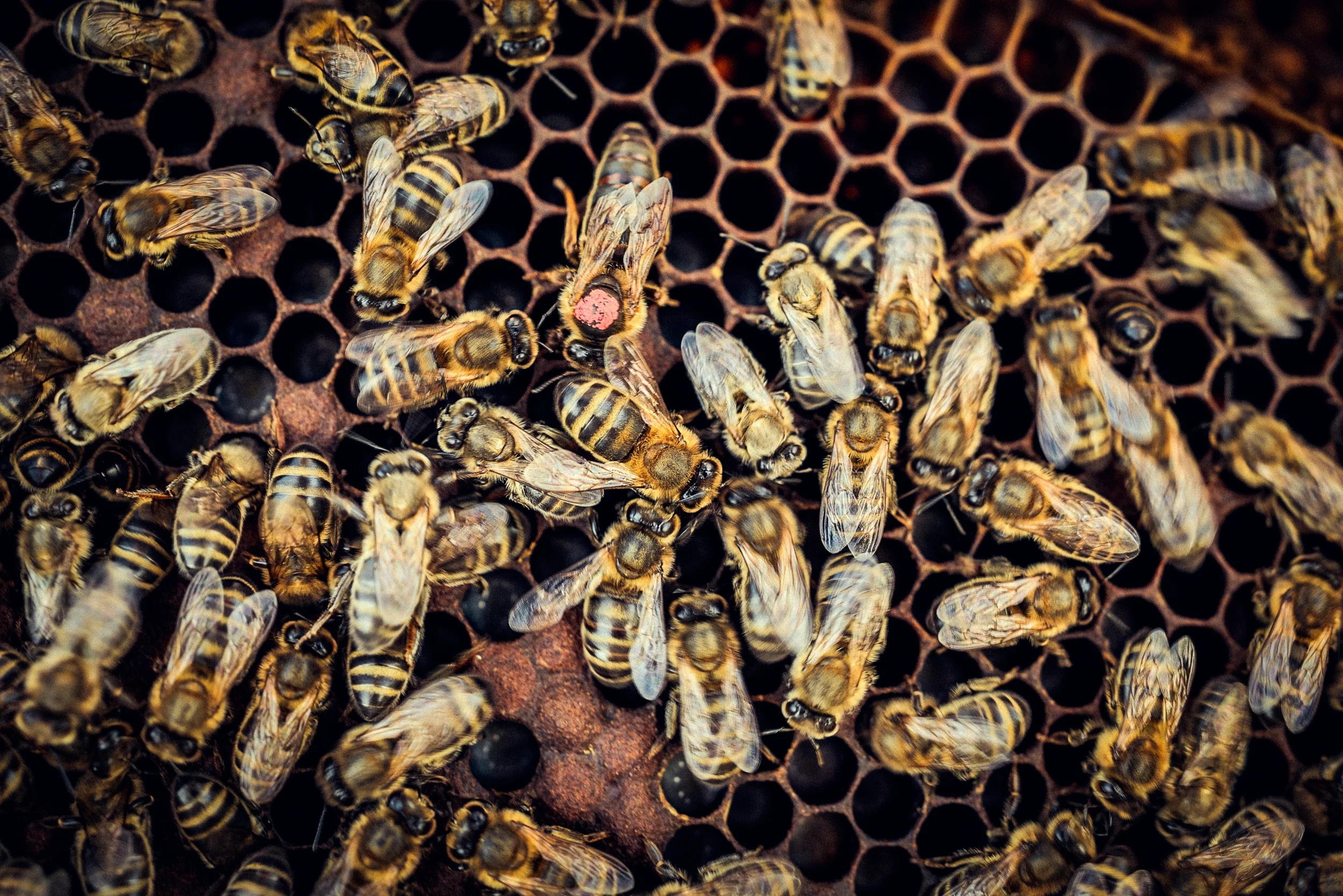 Martí Mascaró x SZ Magazin 13 by Robert Brembeck