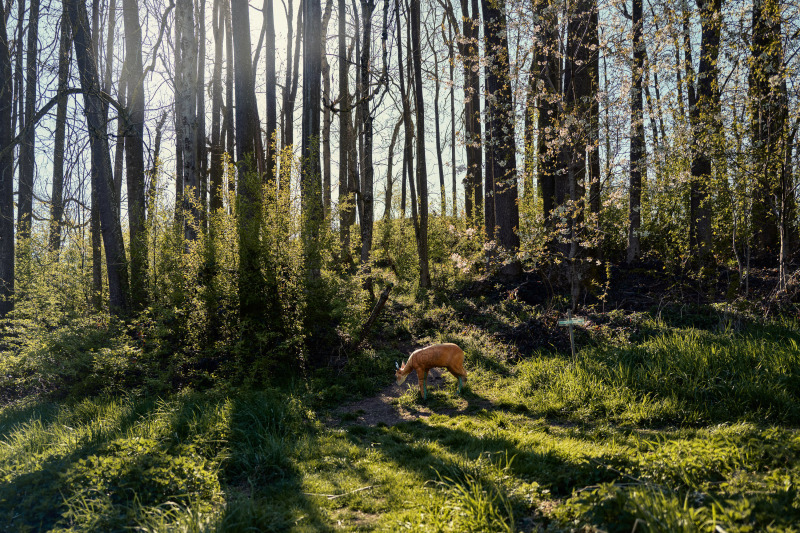 A New Bavarian Picture 9 by Robert Brembeck